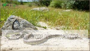 gopher snakes and bullsnakes