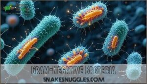 gram-negative bacteria