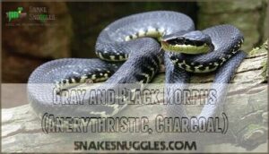 gray and black morphs (anerythristic, charcoal)