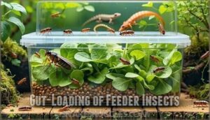 gut-loading of feeder insects