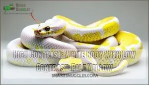 high contrast: white body with low contrast: pale yellow high contrast: white body with low contrast: pale yellow