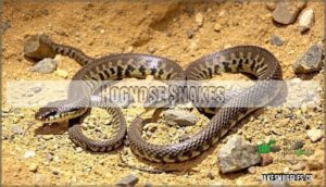 hognose snakes