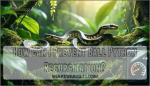 how can i prevent ball python regurgitation
