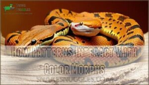 how patterns interact with color morphs