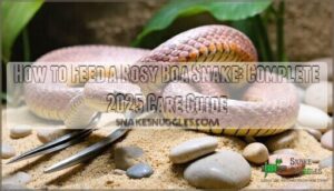 how to feed a rosy boa snake