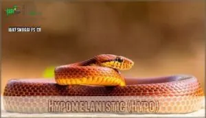 hypomelanistic (hypo) hypomelanistic (hypo)