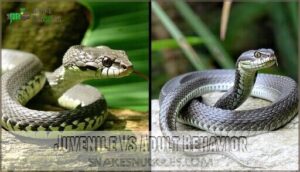 juvenile vs adult behavior