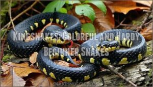 kingsnakes: colorful and hardy beginner snakes