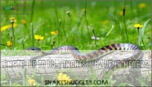 length: up to 63.7 inches (162 centimeters)