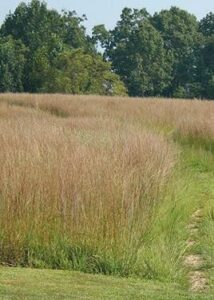 Little Bluestem   Aldous (Schizachyrium B00BXP8U30