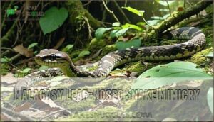 malagasy leaf-nosed snake mimicry