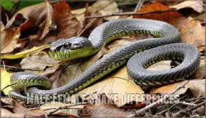 male female snake differences