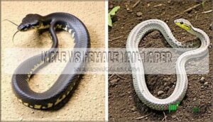 male vs female tail taper