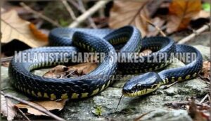 melanistic garter snakes explained