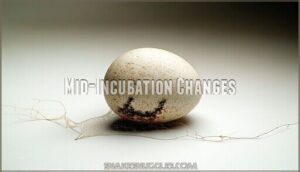 mid-incubation changes