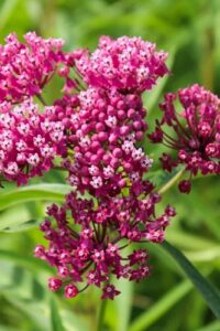 Milkweed Plant Bare Root   Perennial B0CJ96T9L9