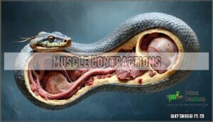 muscle contractions