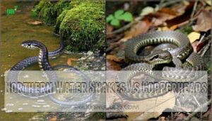 northern water snakes vs copperheads