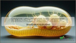 organ formation and growth