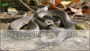 other venomous snakes in the u.s