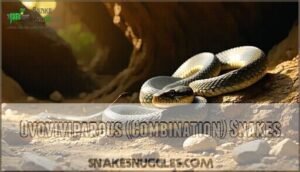 ovoviviparous (combination) snakes