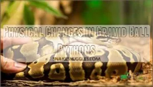 physical changes in gravid ball pythons physical changes in gravid ball pythons