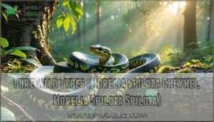 pure wild types (morelia spilota cheynei, morelia spilota spilota)
