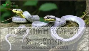 rare and high-demand king snake morphs rare and high-demand king snake morphs