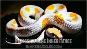 recessive gene inheritance recessive gene inheritance