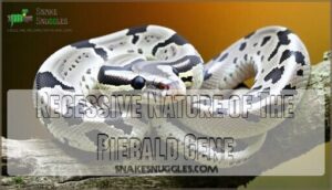 recessive nature of the piebald gene