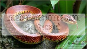 red and orange morphs (blood red, crimson)