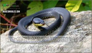 red-sided and california garter snake morphs