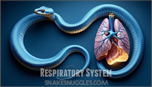 Python Snake Respiratory Lifespan of Pet Snakes for Most Popular Breeds (Complete Guide)