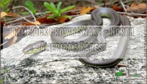 rim rock crown snake – north america’s rarest