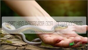 rosy boa handling and temperament