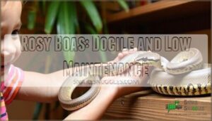 rosy boas: docile and low maintenance