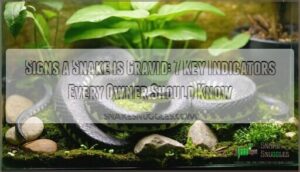 signs a snake is gravid