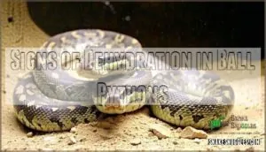 signs of dehydration in ball pythons signs of dehydration in ball pythons