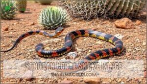sonoran coral snake range