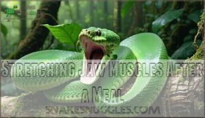 stretching jaw muscles after a meal