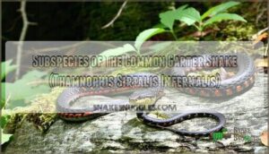 subspecies of the common garter snake (thamnophis sirtalis infernalis)