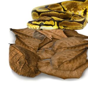 SunGrow Leaf Litter for Snakes, B084CZWZ5P