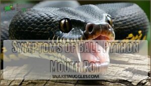 symptoms of ball python mouth rot