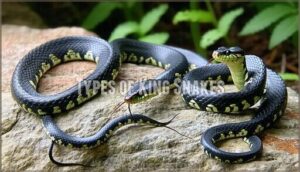types of king snakes