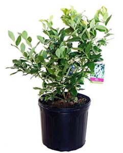 Vaccinium corymbosum 'Patriot' (HighBush Blueberry) B06XQFT844