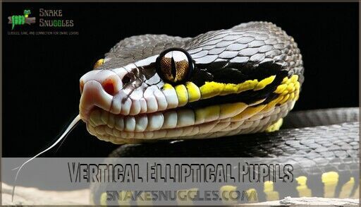 Can Ball Pythons See in The Dark? Expert Vision Guide Revealed