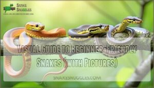 visual guide to beginner-friendly snakes (with pictures)