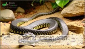 western hognose snake