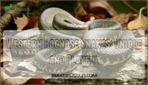 western hognose snakes: unique and playful