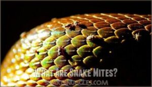 what are snake mites